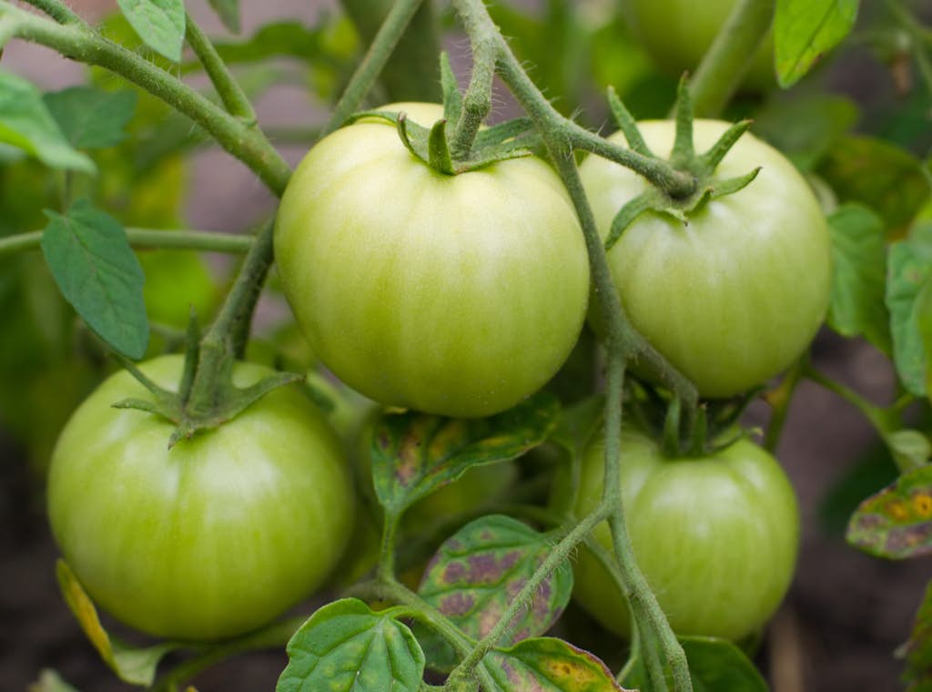 Tomatidine in Green Tomatoes Fights Aging about false