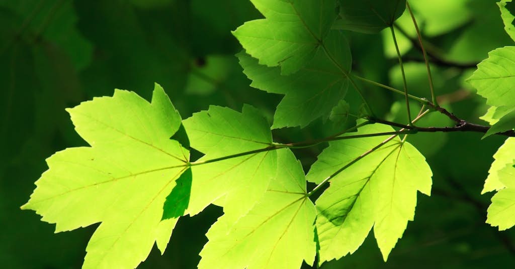 This Leaf Could Hold the Key to Slowing the Aging Process about false