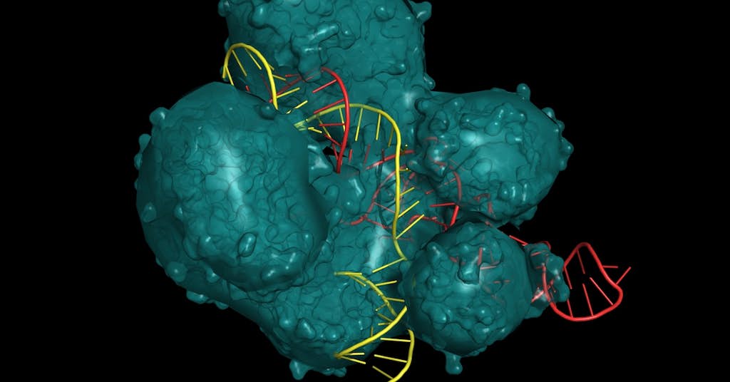 DNA Cut-Revise-Paste Holds Back Aging about false