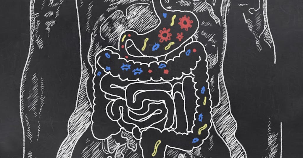 The Gut May Hold the Key to an Extended Lifespan about false