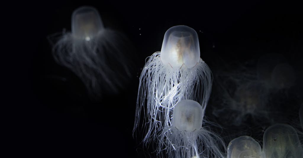 Want to Reverse Aging? Look to a Tiny Jellyfish… about false