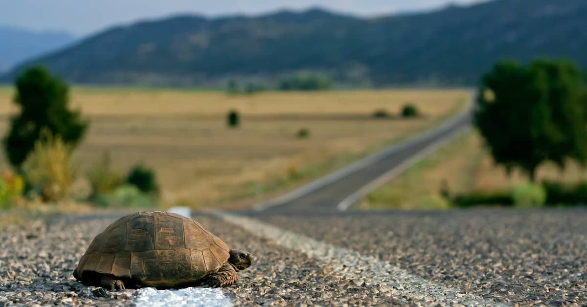 These Animals Don't Age - Thanks to Telomeres! about undefined