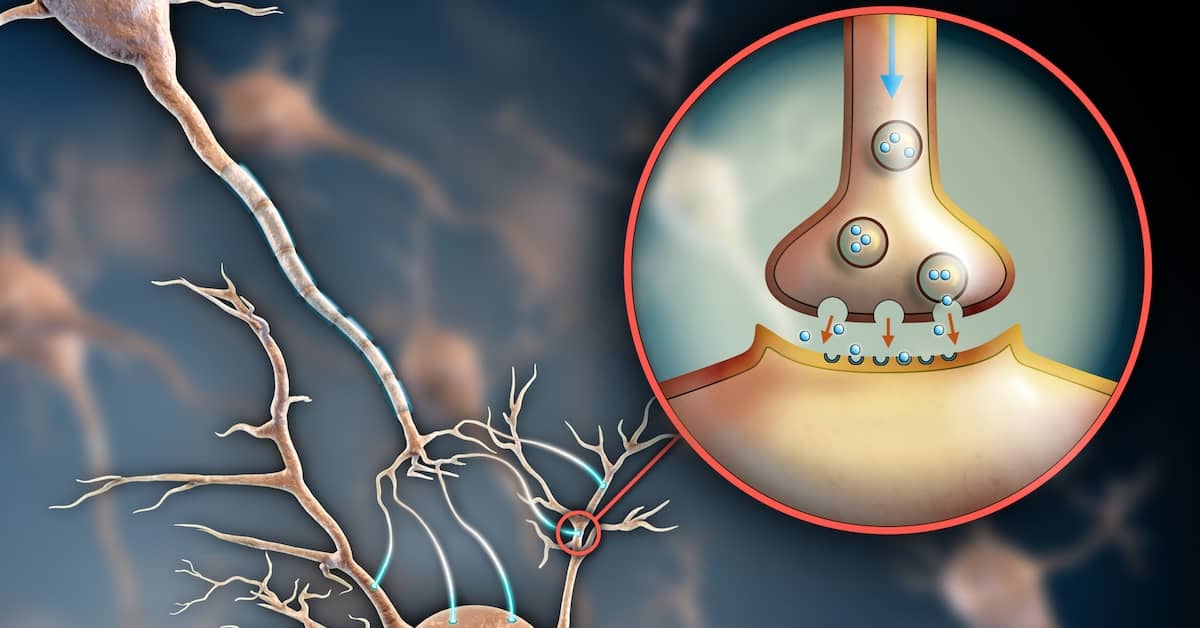 Dynamic Duo Slows Down Aging and Tames Brain Inflammation about undefined