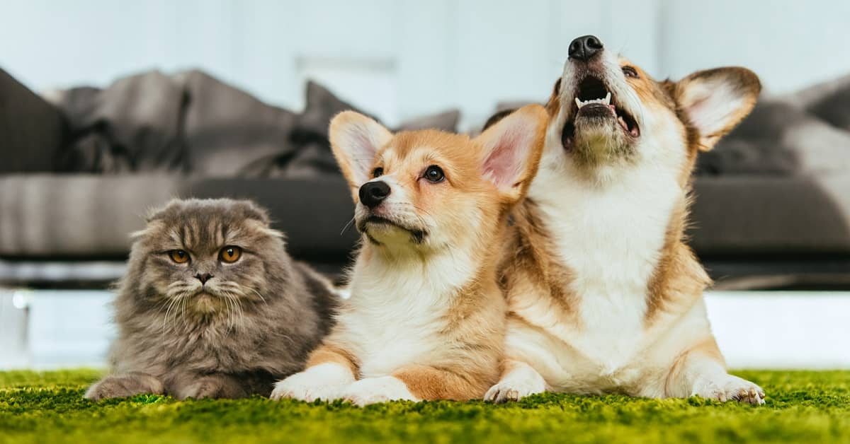 The Live-Longer Health Tool that Wags Its Tail about undefined