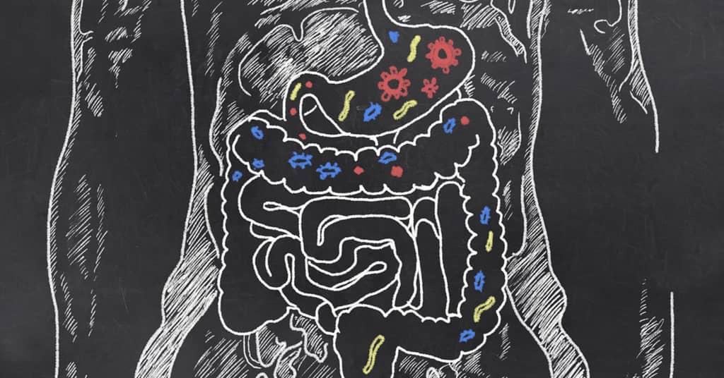 The Gut May Hold the Key to an Extended Lifespan about undefined