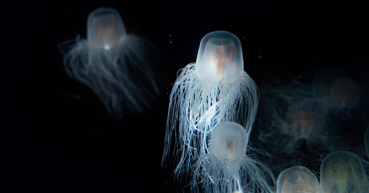 Want to Reverse Aging? Look to a Tiny Jellyfish… about undefined